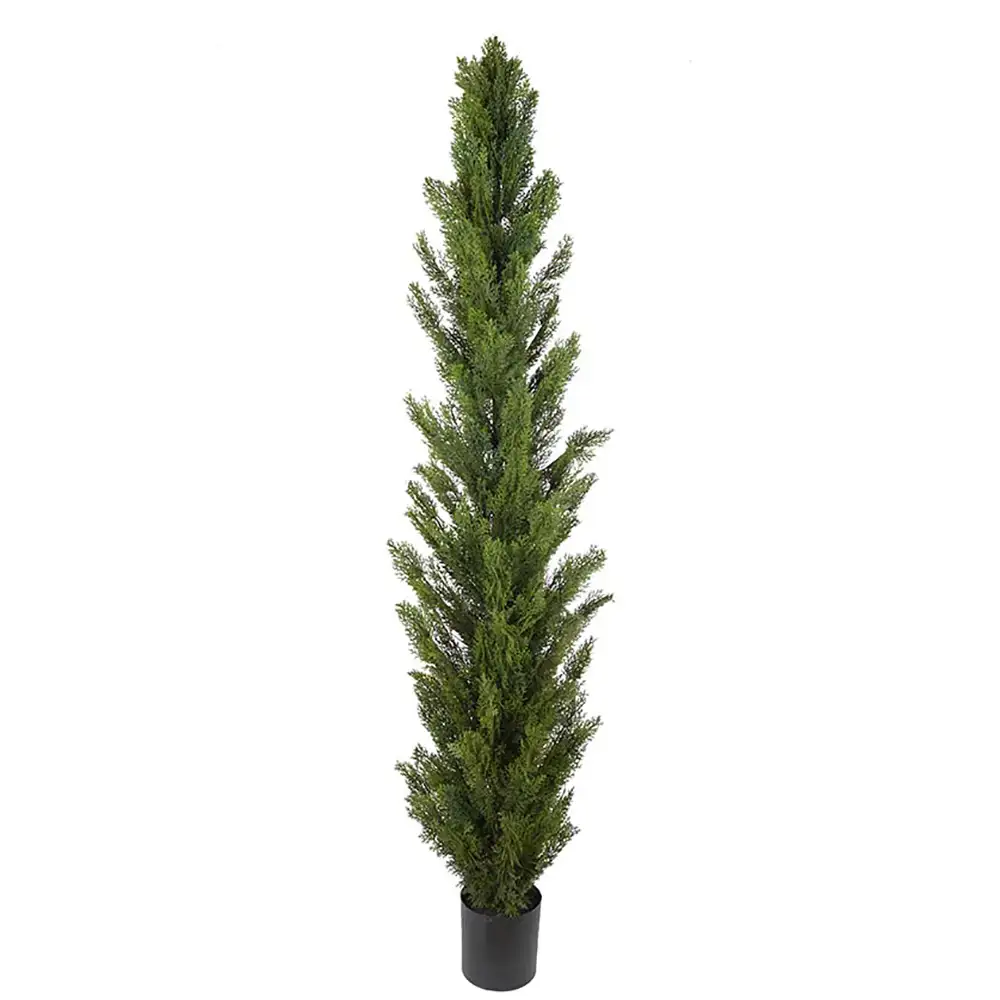 Mr Plant, Zypressenbaum 120 cm
