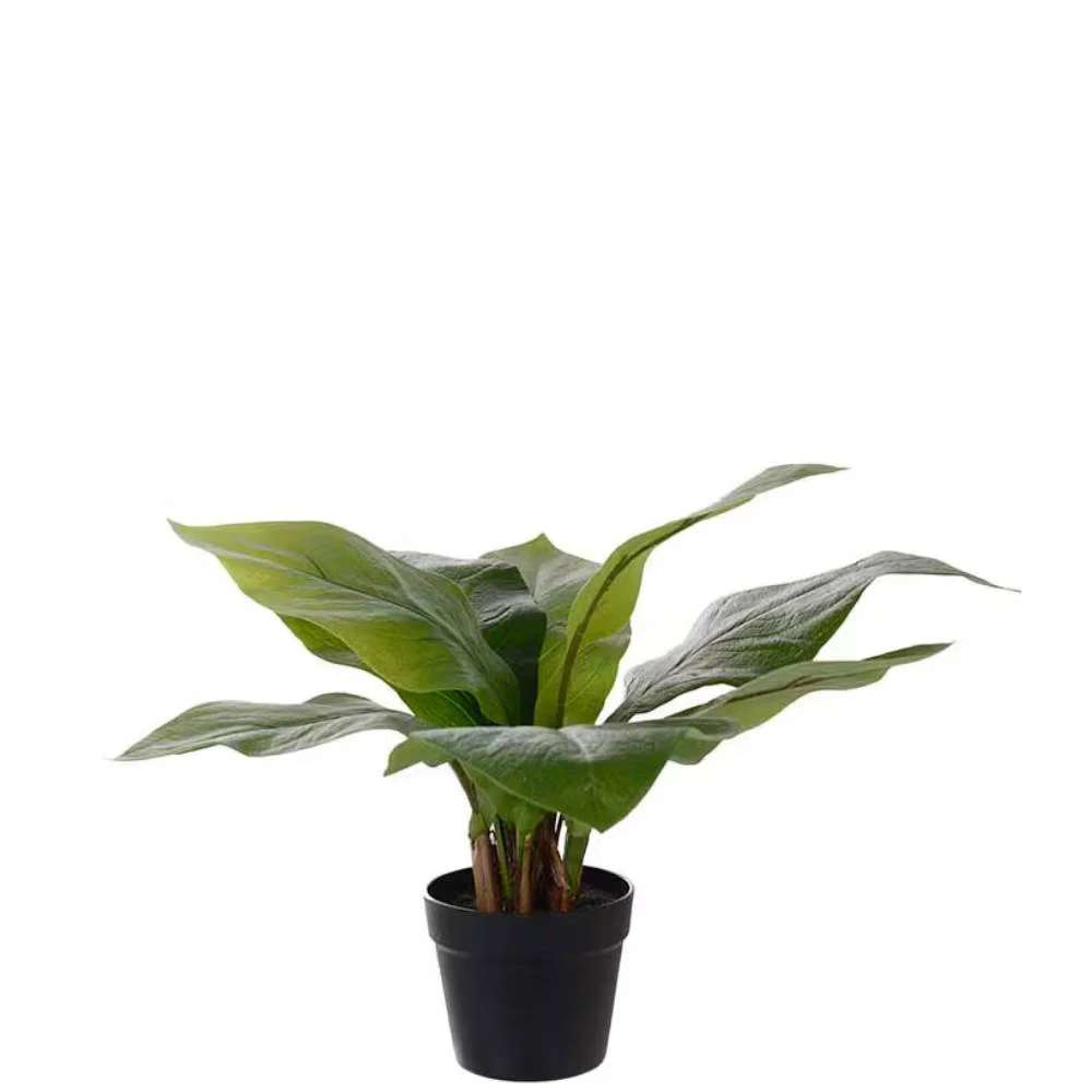 Mr Plant, Anthurie, grüne Topfpflanze, 45 cm