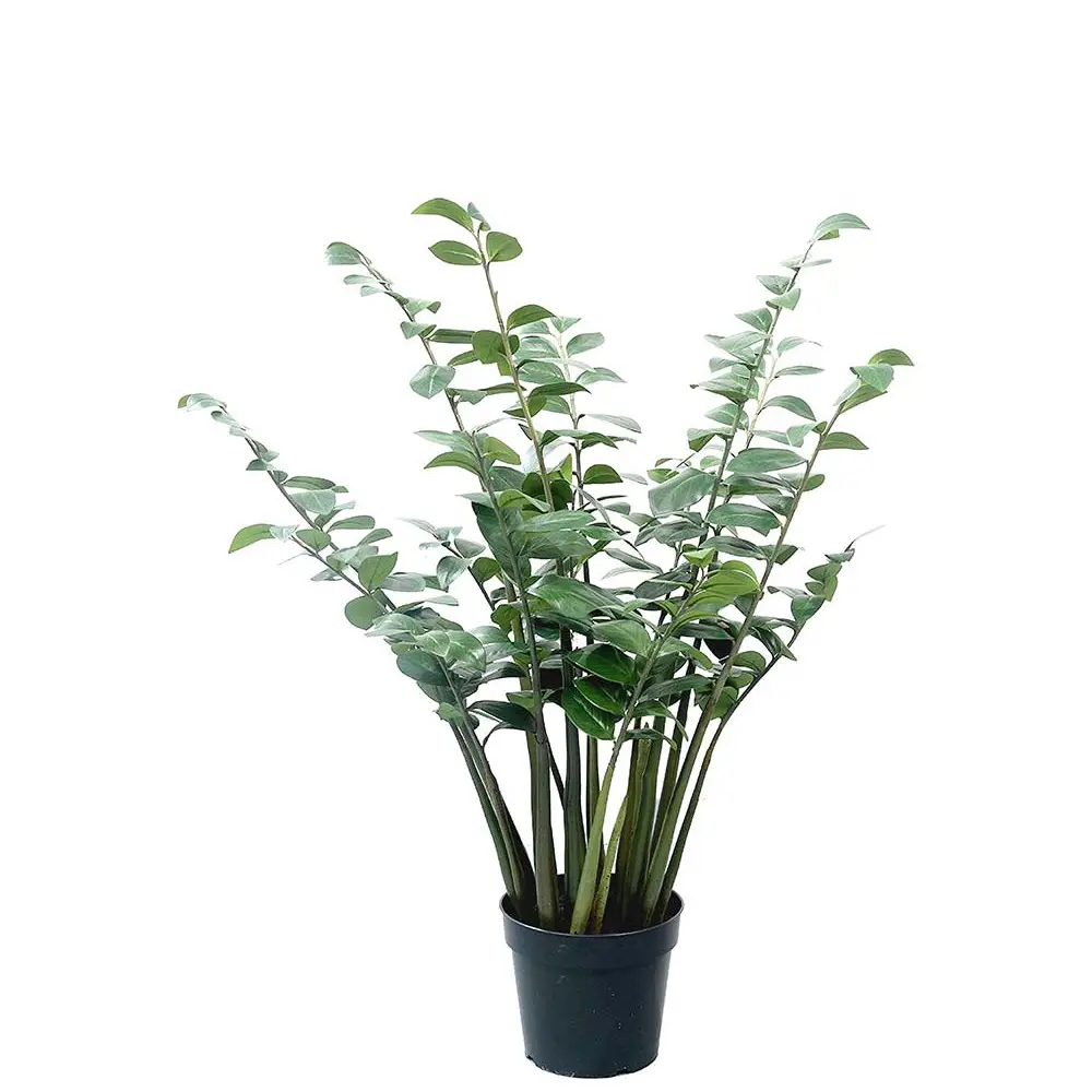 Mr Plant, Zamifolia im Topf 120 cm