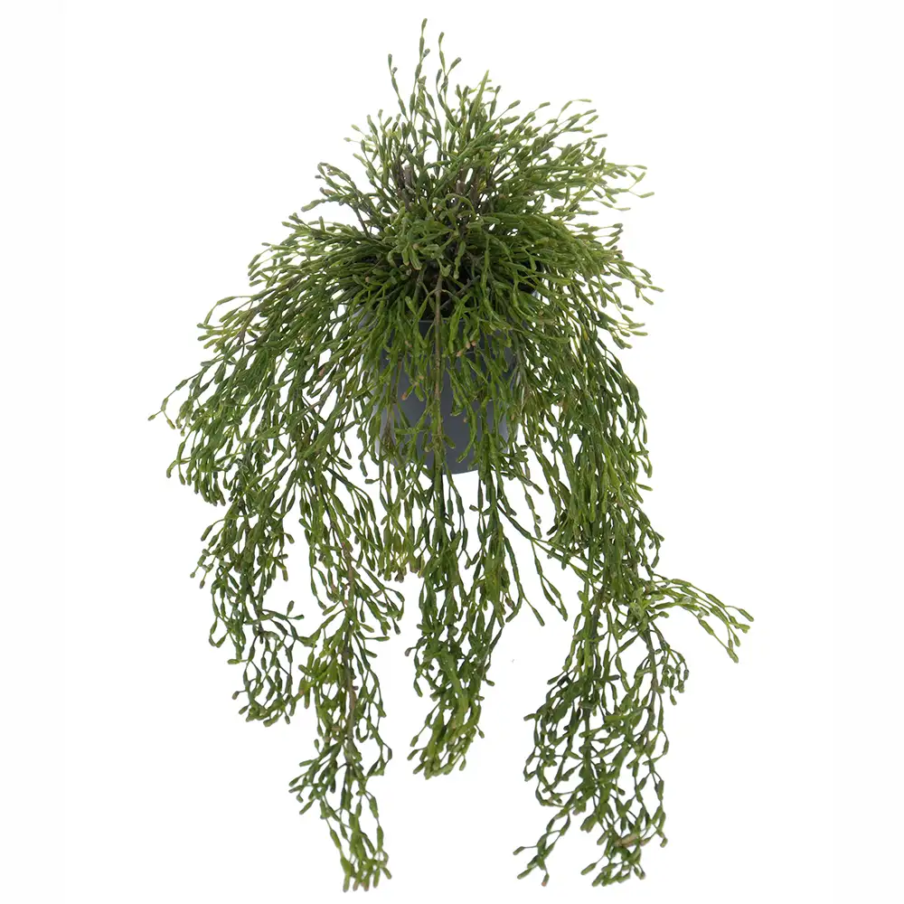 Mr Plant, Rhipsalis Hängepflanze