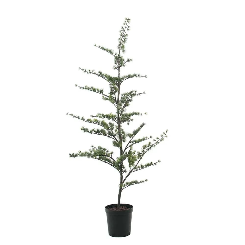 Mr Plant, Zedernbaum im Topf 180 cm