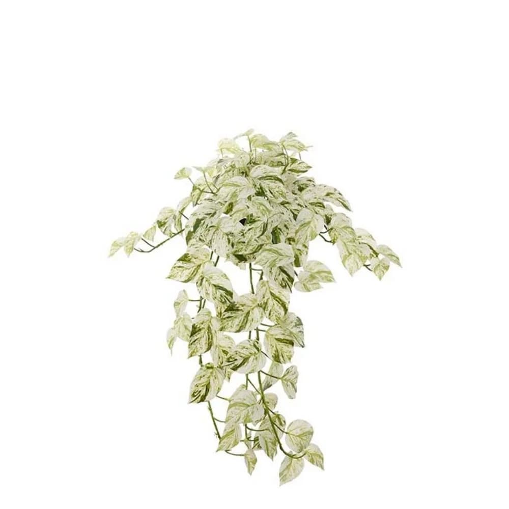 Mr Plant, Efeutute 28 cm