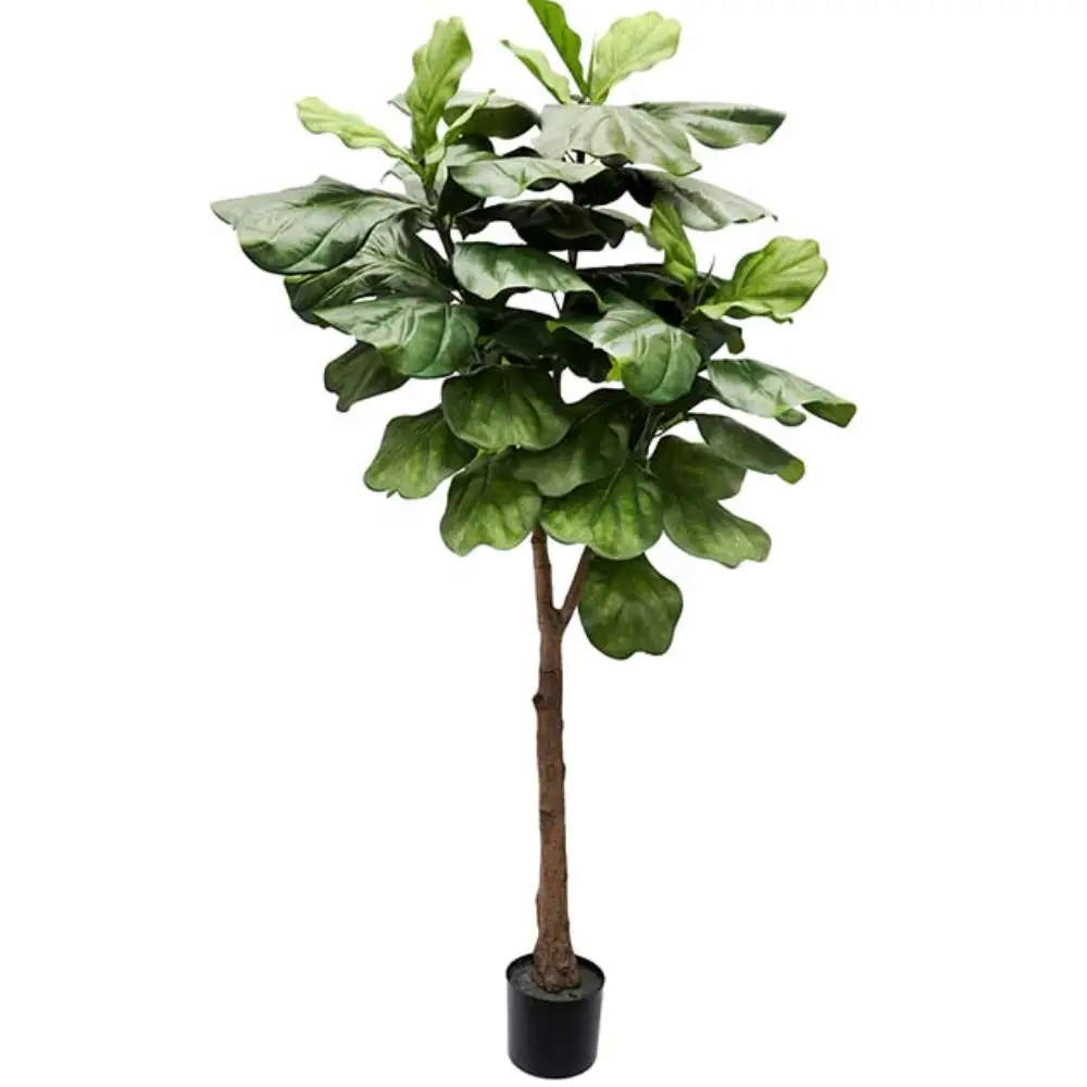 Mr Plant, Fiolfikus-Topf 180 cm