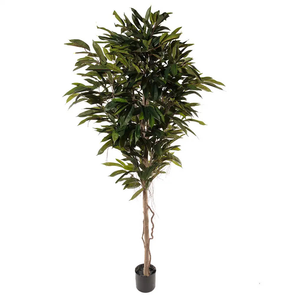Mr Plant, Longifolia-Baum 200 cm