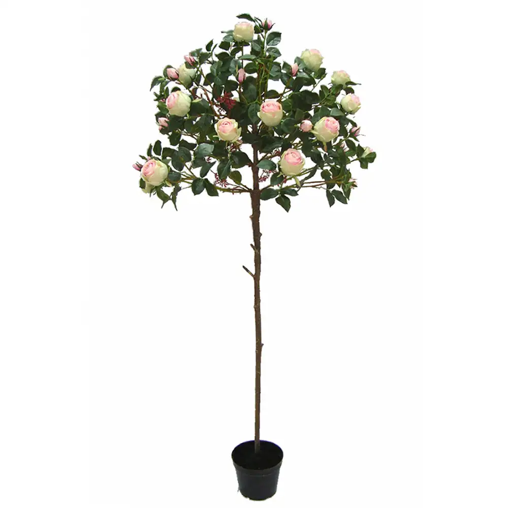 Mr Plant, Weinrebe 170 cm