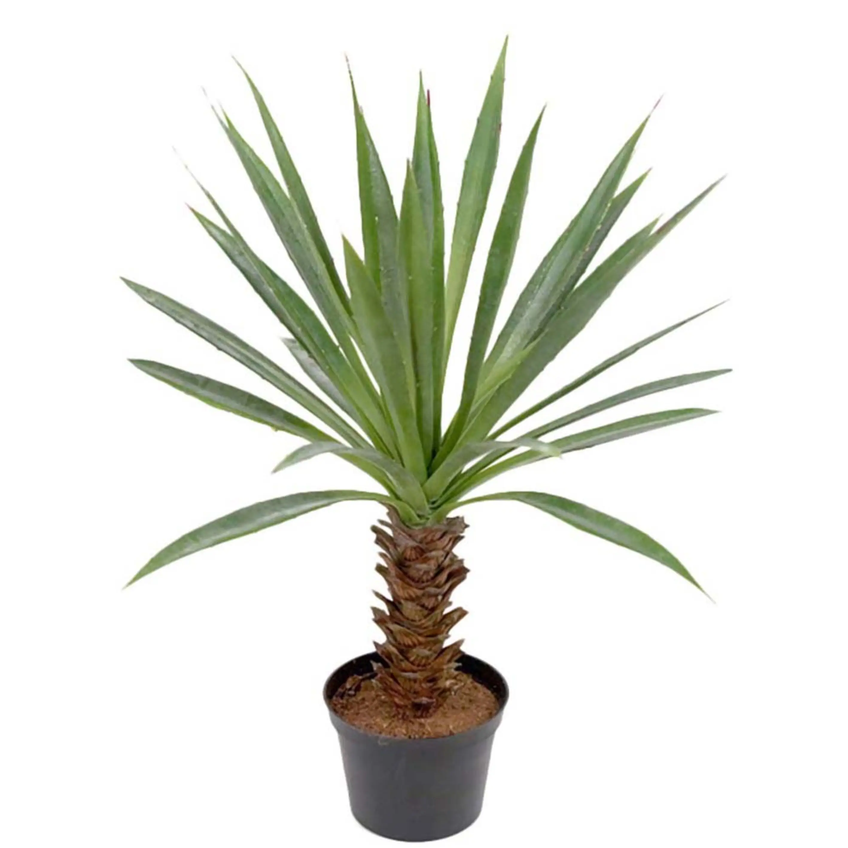 Mr Plant, Agave grün 44 cm