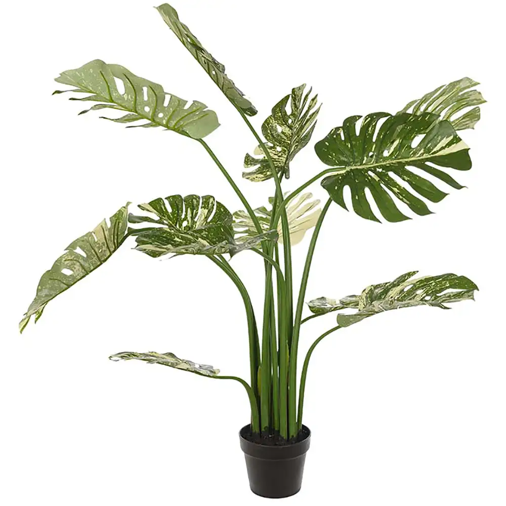 Mr Plant, Monstera 110 cm Grün