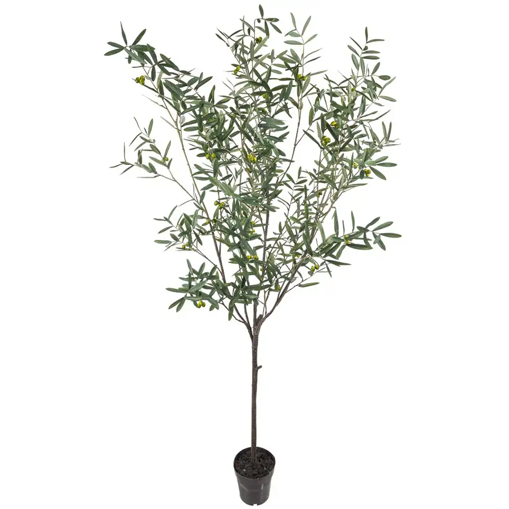 Mr Plant, Olivenbaum 230 cm Grün