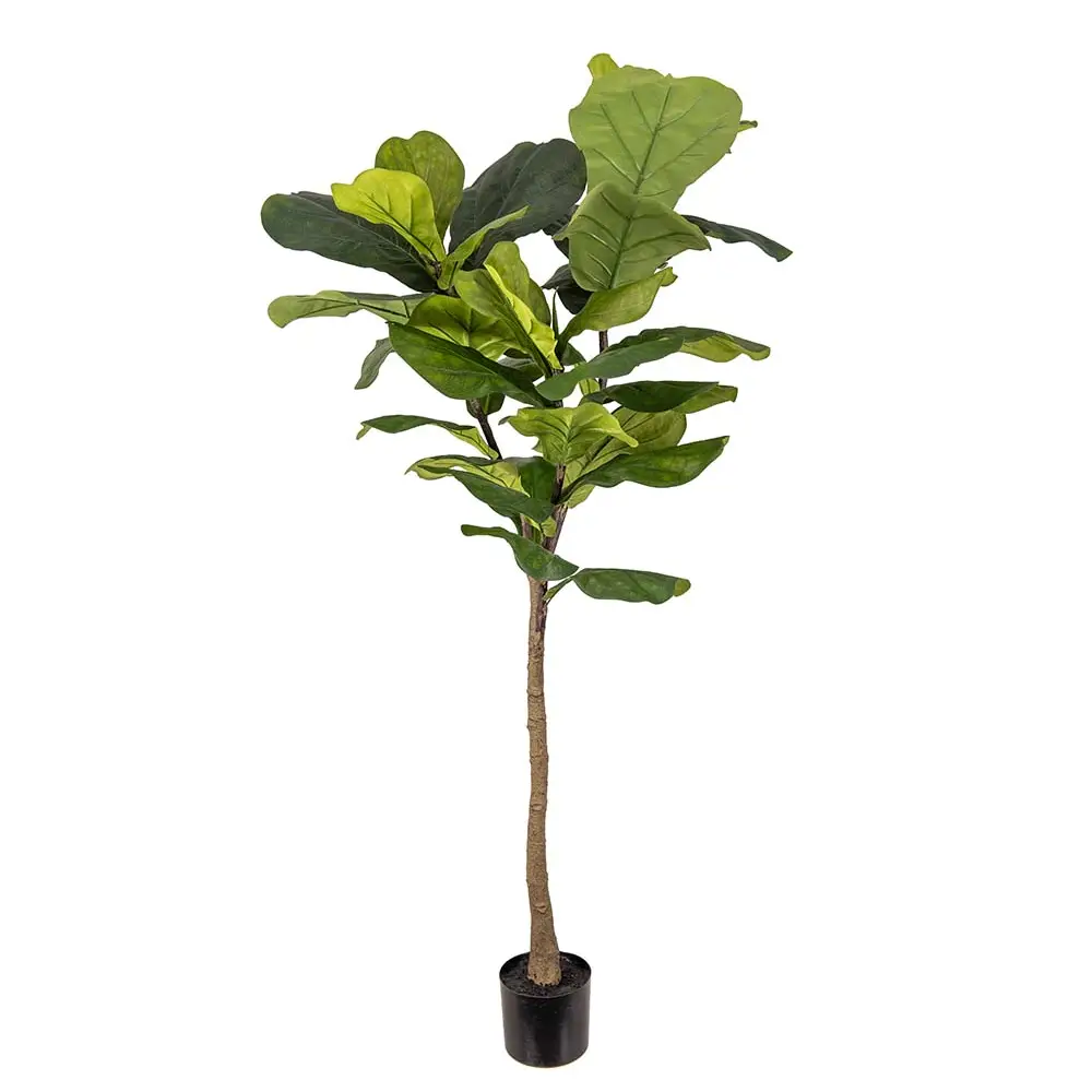Mr Plant, Geigenficus 150 cm