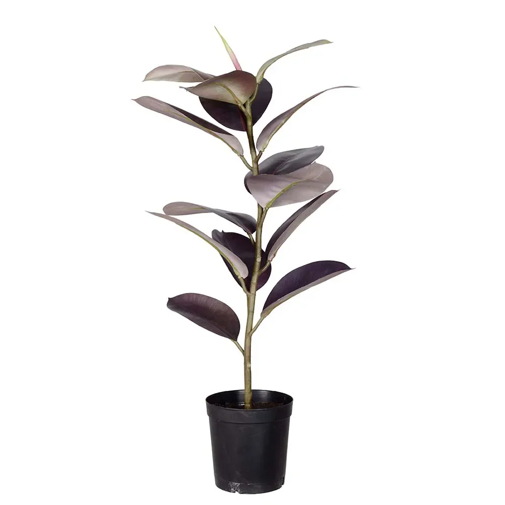 Mr Plant, Ficus Elastica Topfpflanze 80 cm