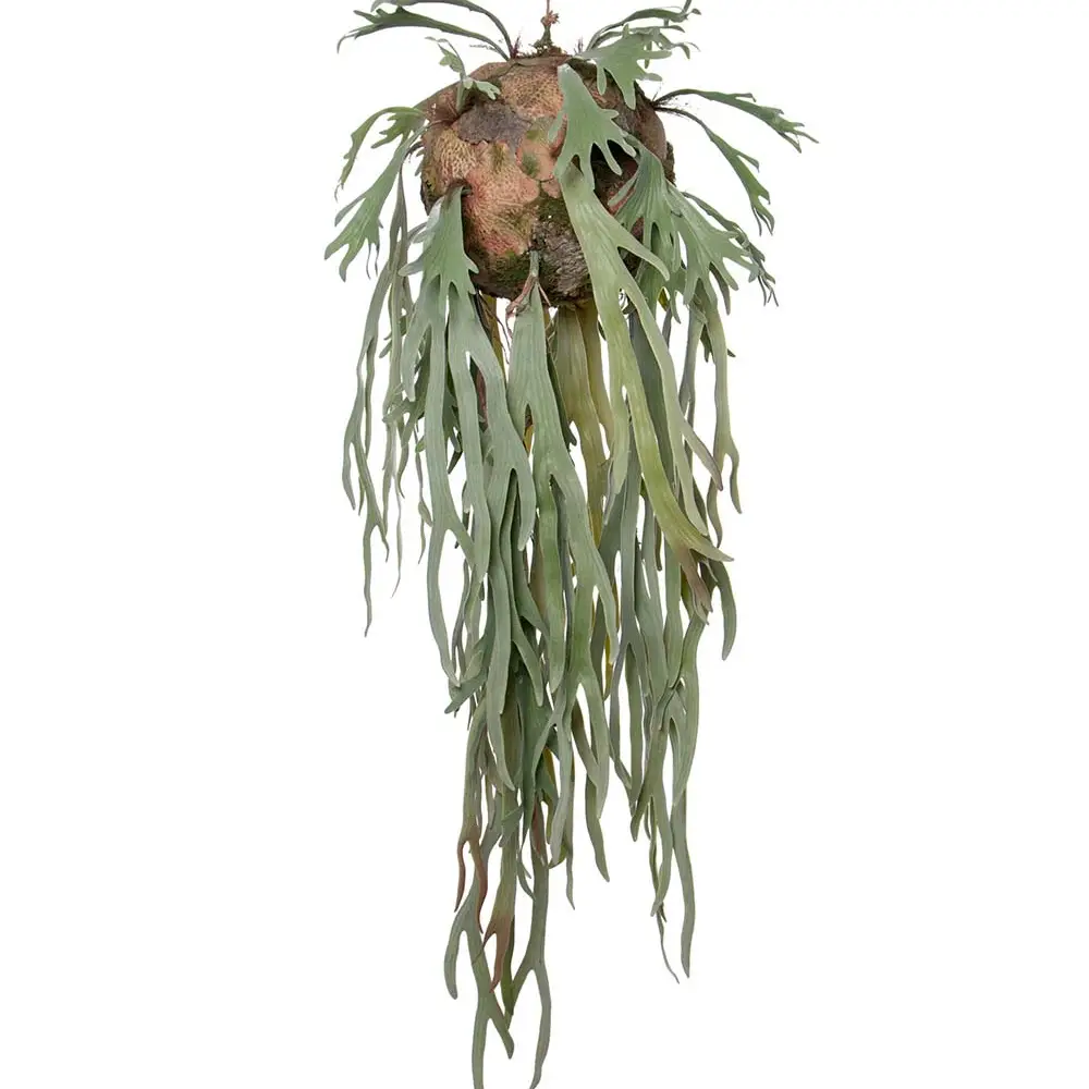 Mr Plant, Elchhornfarn Hängepflanze Grün