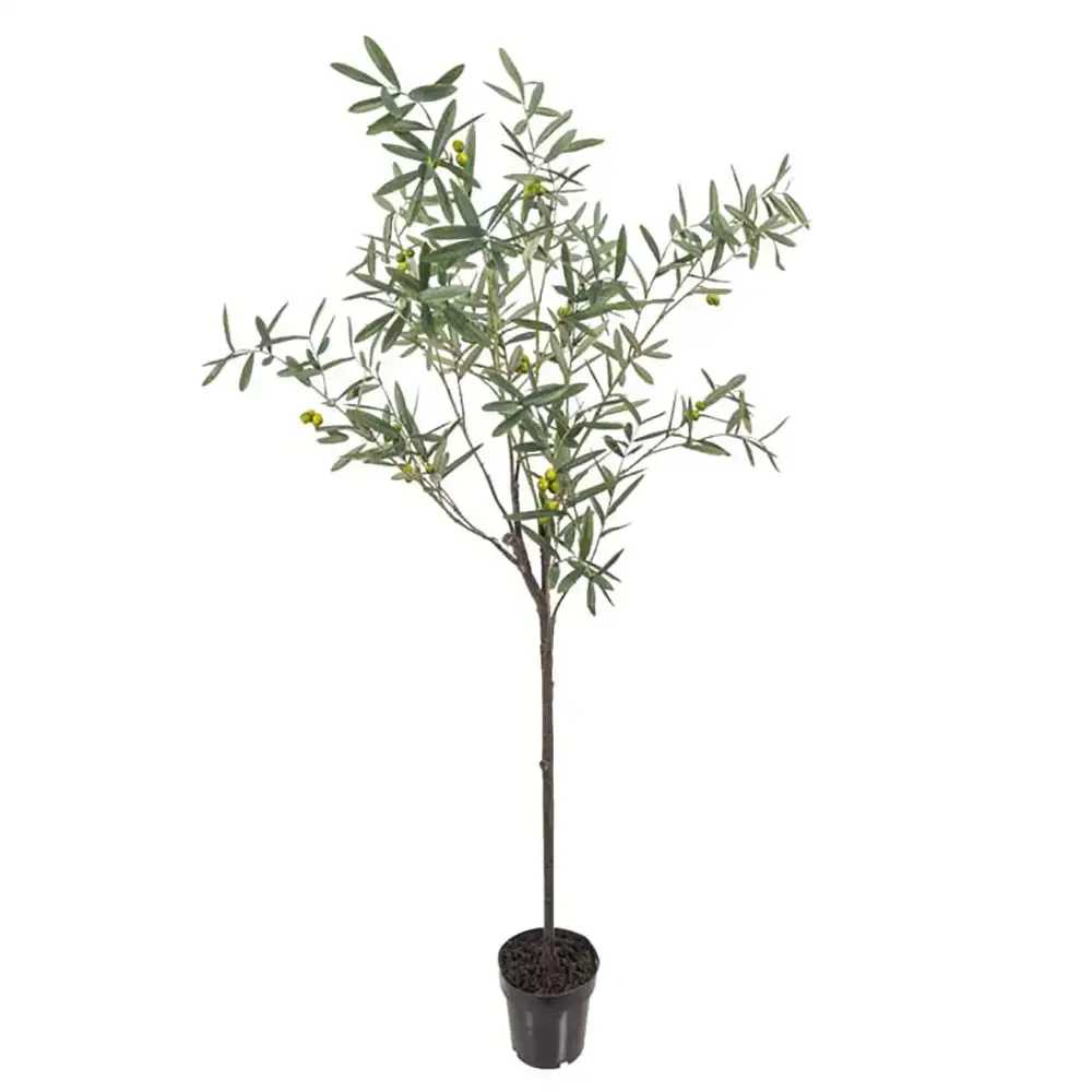 Mr Plant, Olivenbaum 170 cm Grün