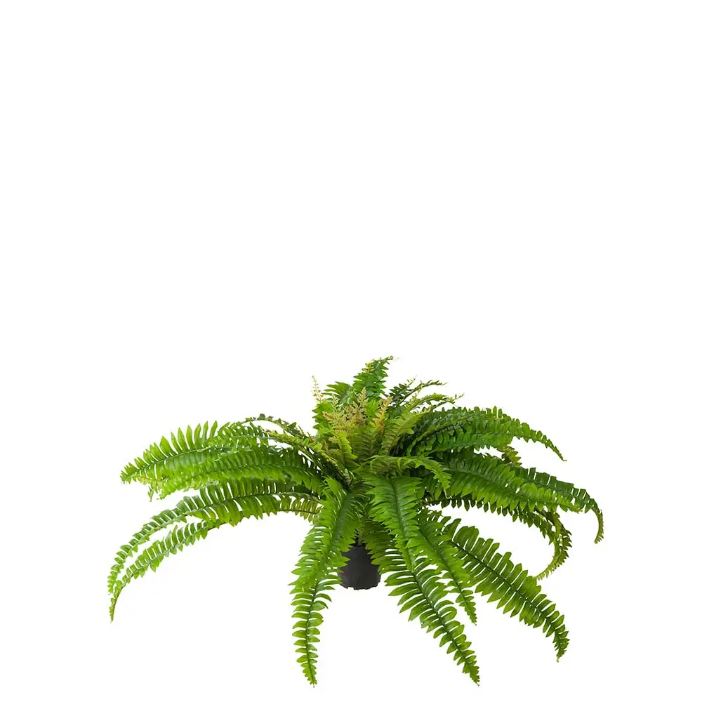 Mr Plant, Farn 40 cm