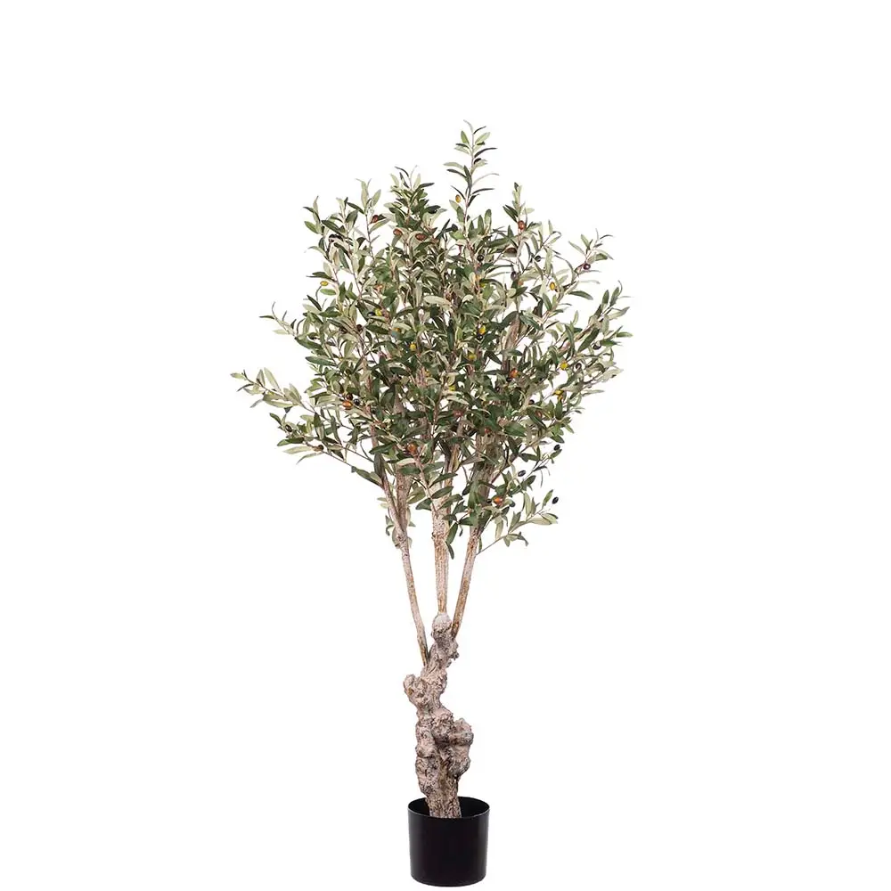 Mr Plant, Olivenbaum 150 cm