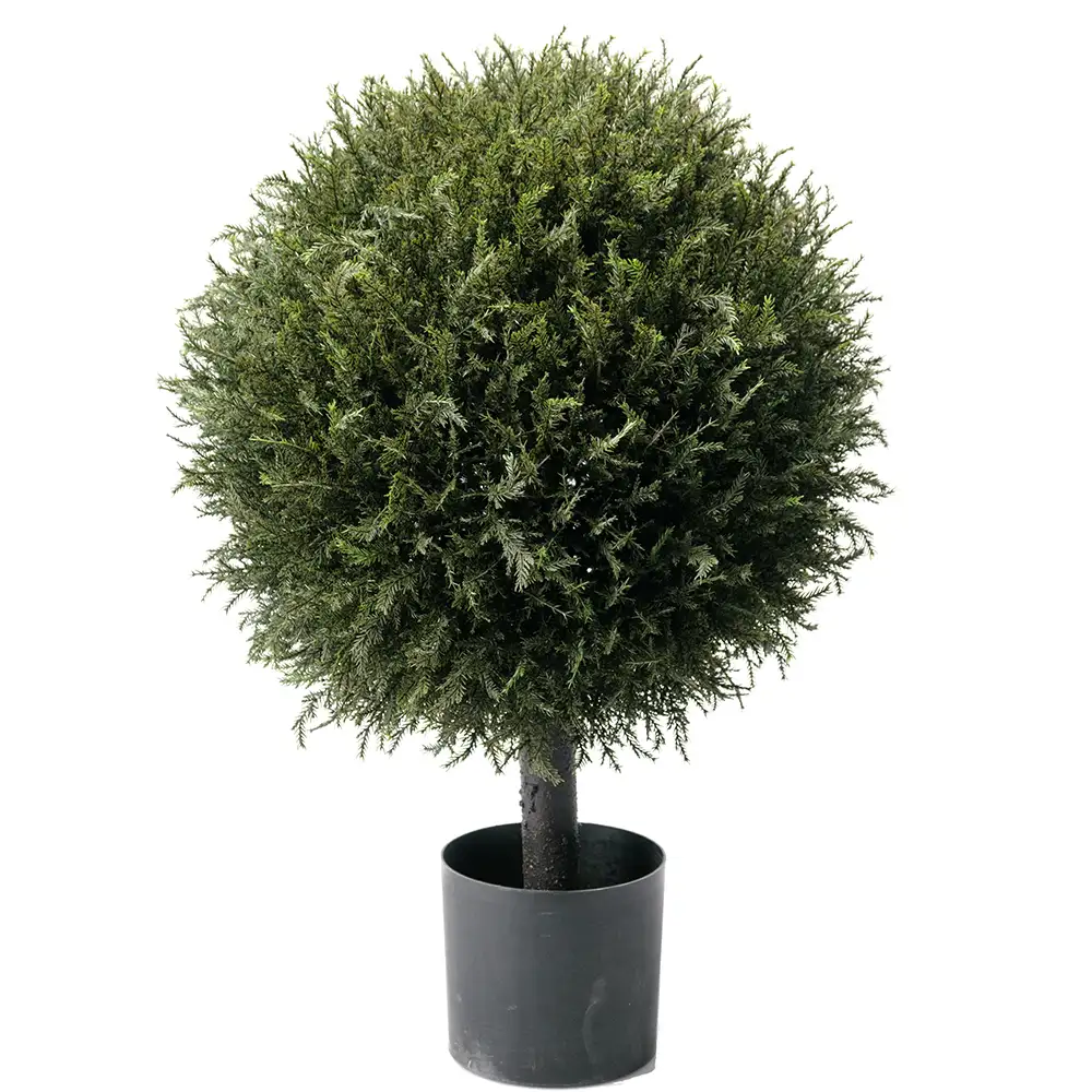 Mr Plant, Einzelner Baum 70 cm