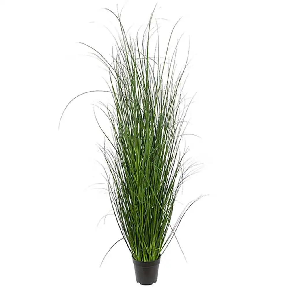 Mr Plant, Gras 140 cm
