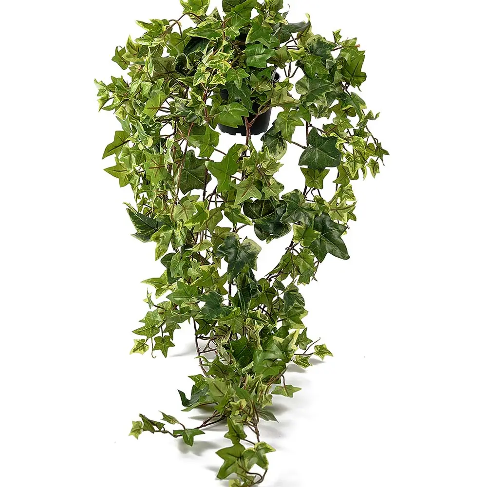 Mr Plant, Efeutopf 85 cm