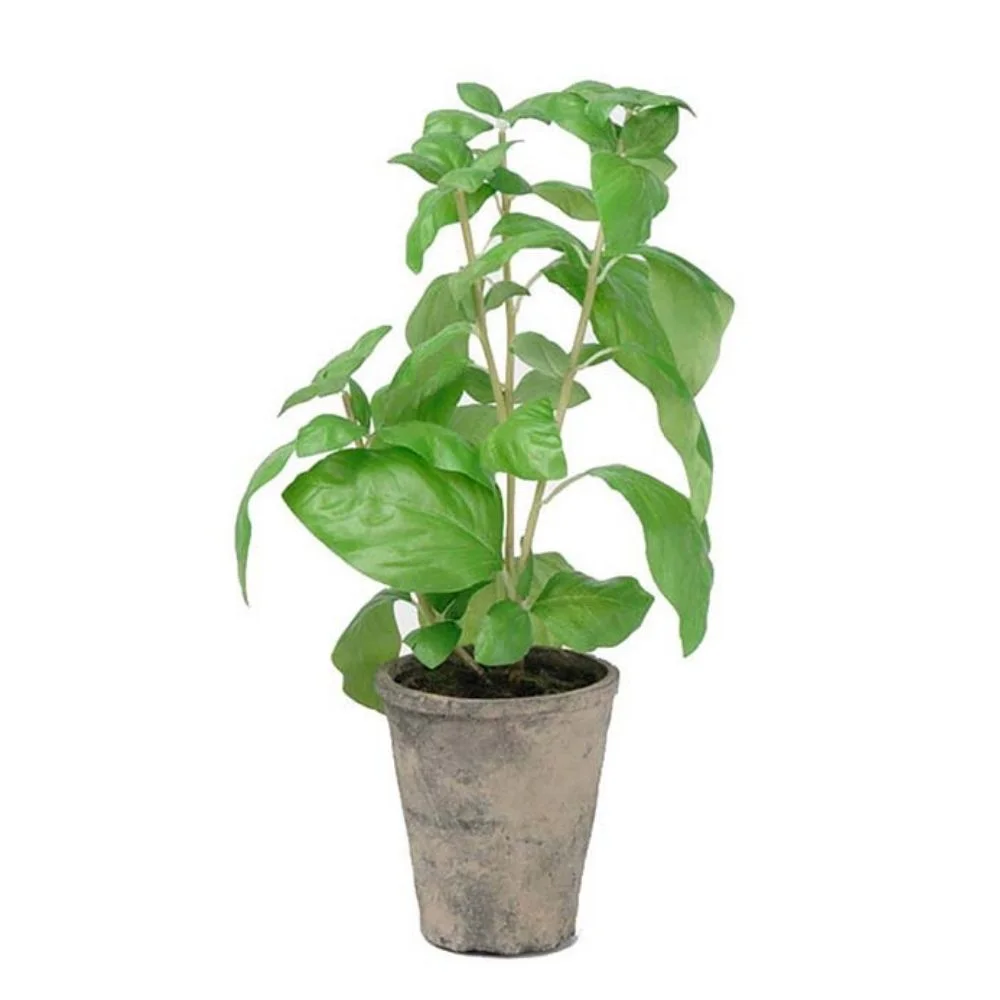 Mr Plant, Basilikum Grün 38 cm