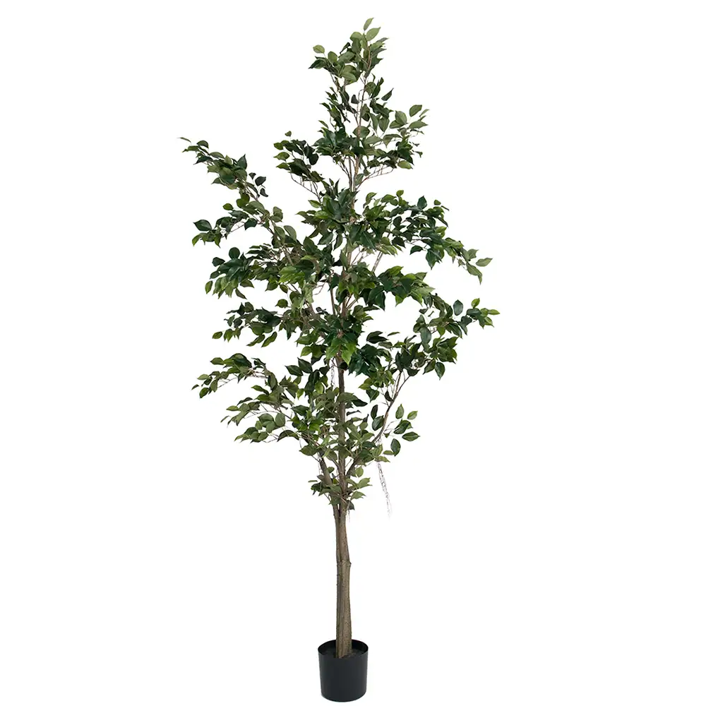 Mr Plant, Fikus Benjamin 240 cm