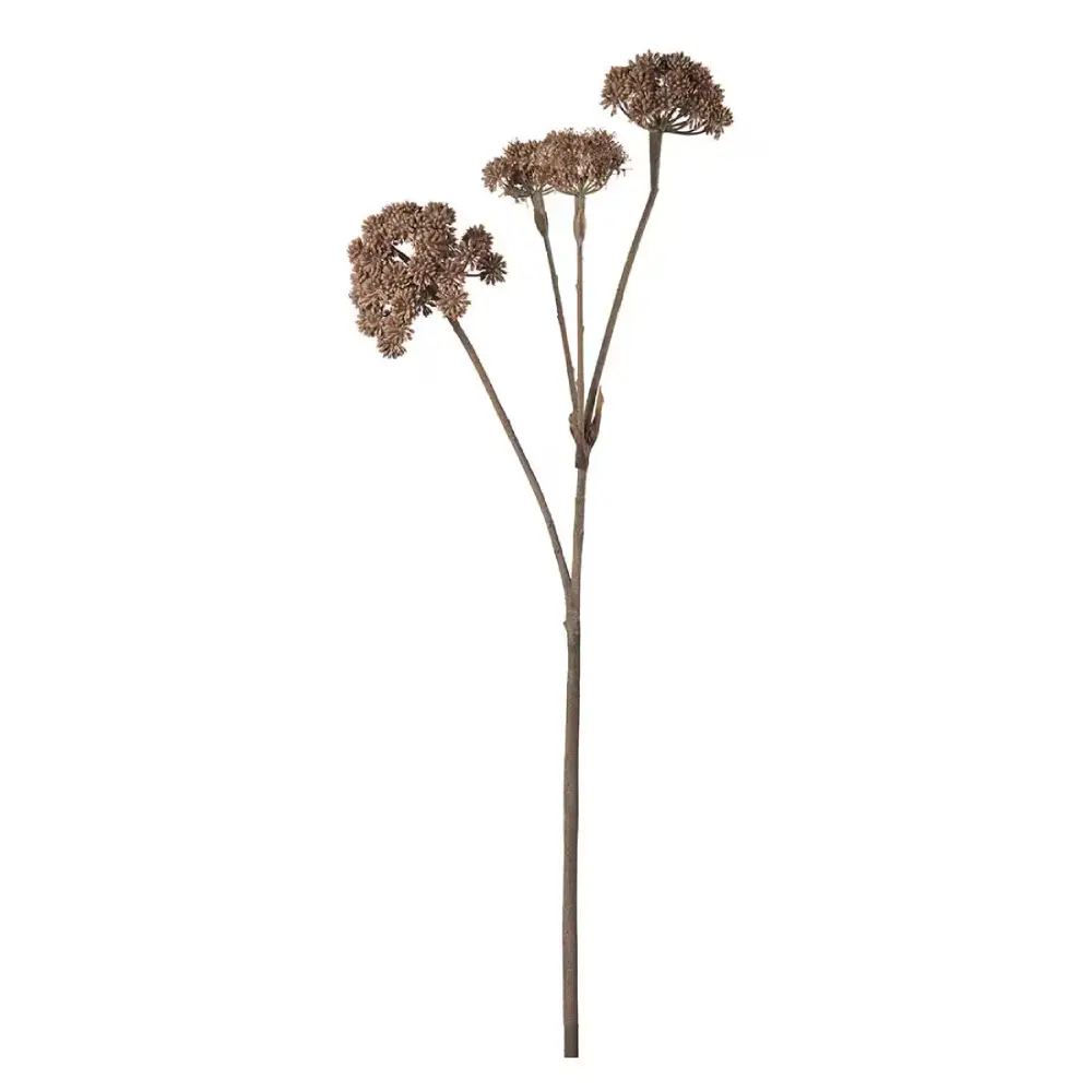 Mr Plant, Angelica Brown Schnittpflanze 125 cm