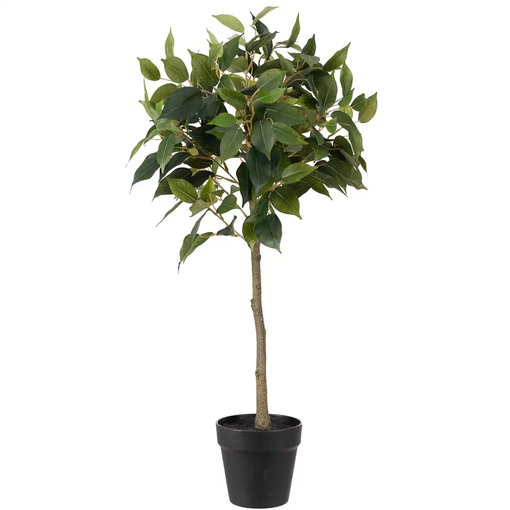 Mr Plant, Fikus Benjamin Topfpflanze 75 cm