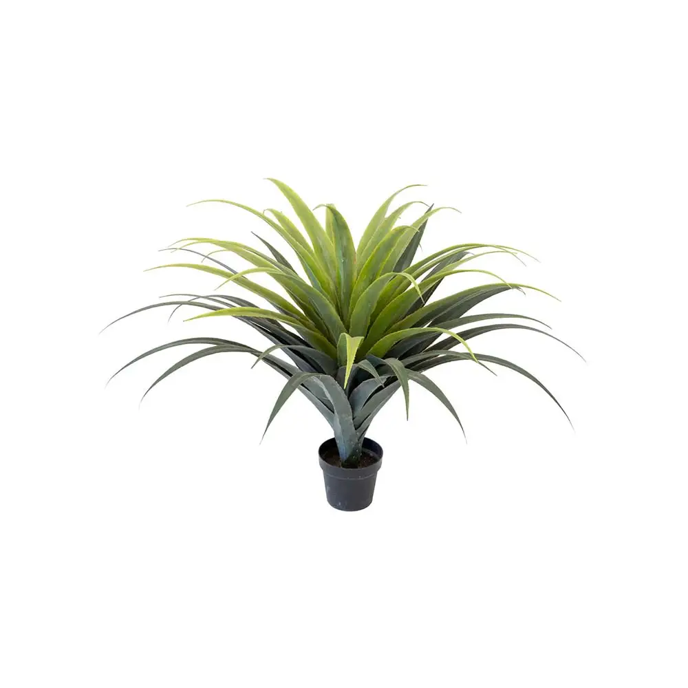 Mr Plant, Agave Sukkulente 110 cm