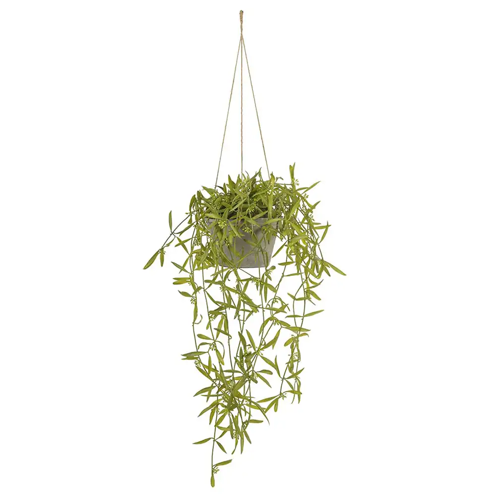Mr Plant, Hoya Hängepflanze 20 cm