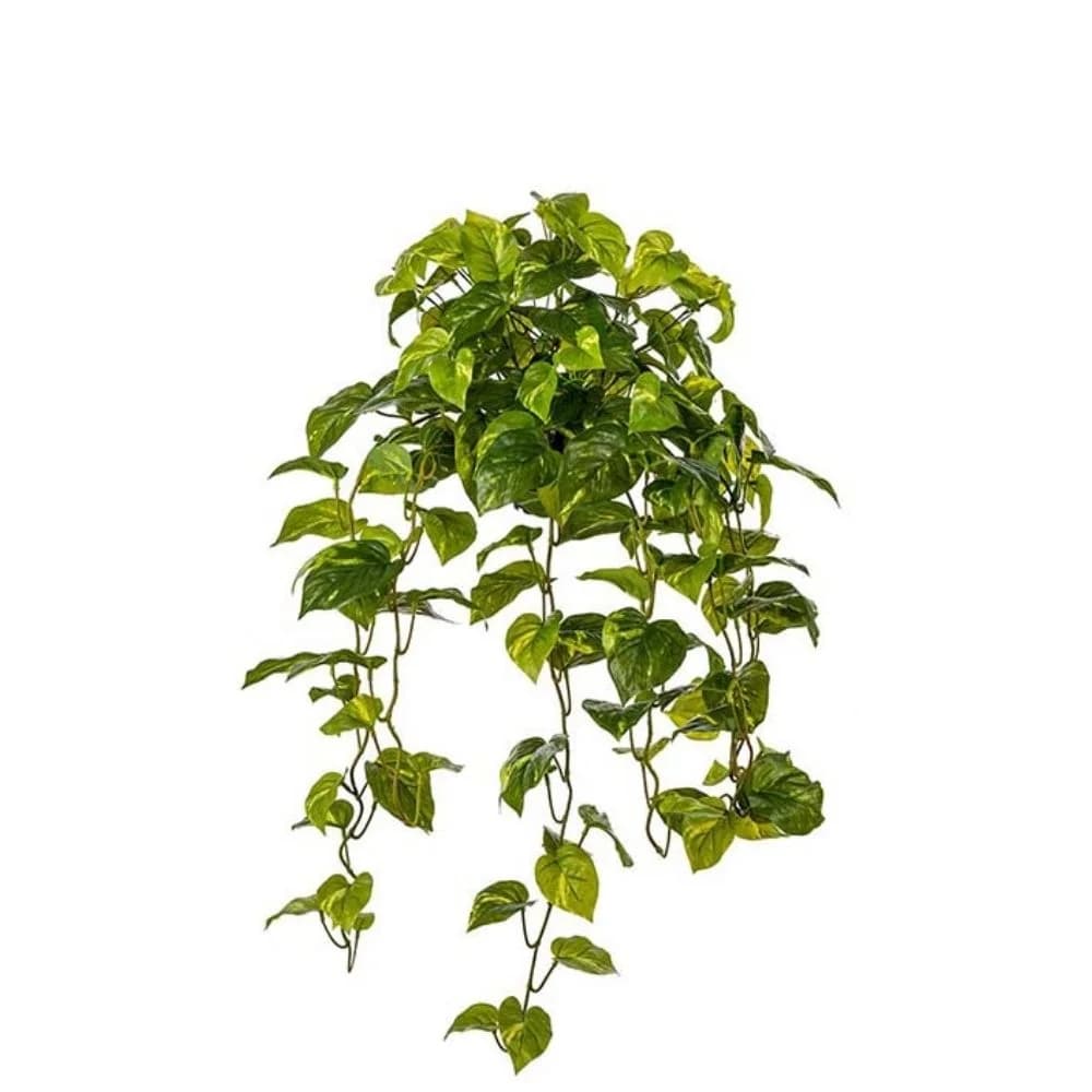 Mr Plant, Efeutute Grün 30 cm
