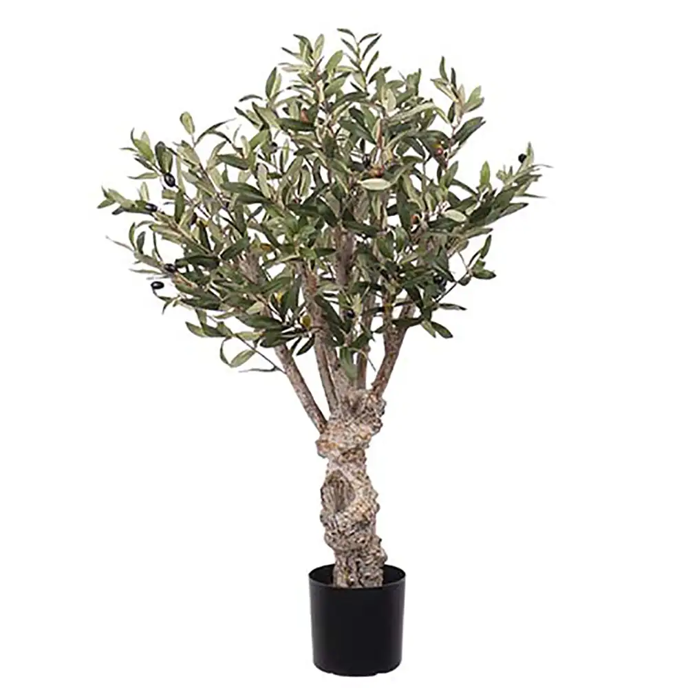 Mr Plant, Olivenbaum 80 cm