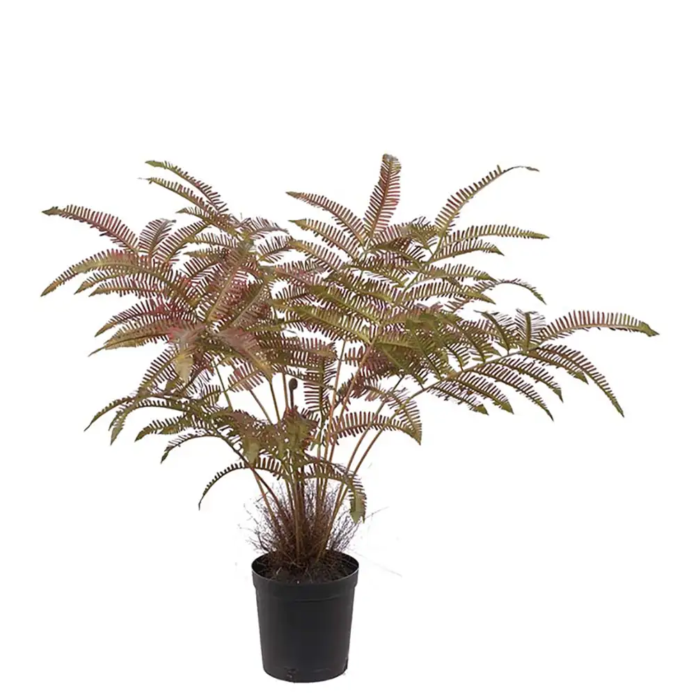Mr Plant, Farn 70 cm