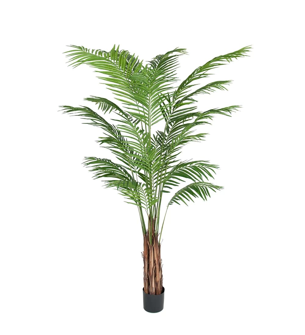 Mr Plant, Areca-Palme 210 cm