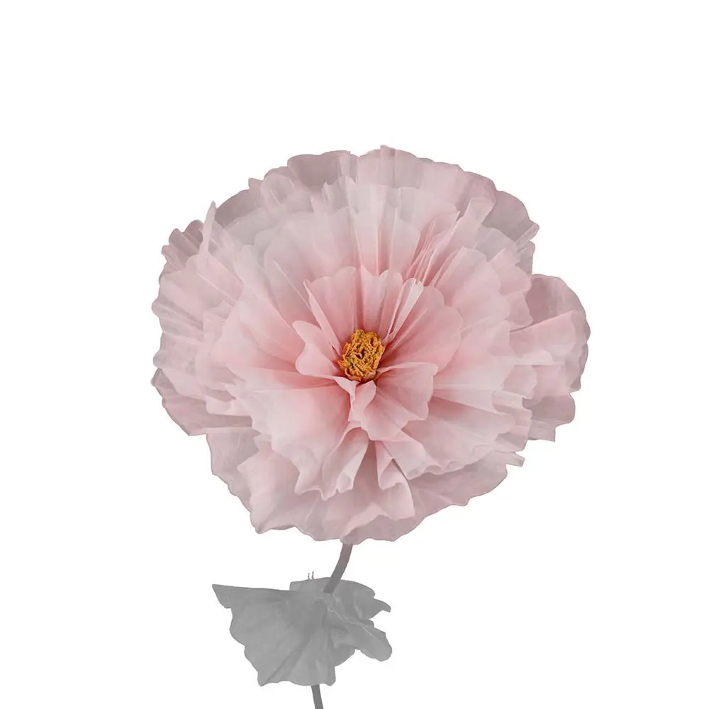 Mr Plant, Blumen-Gänseblümchen-Rosa