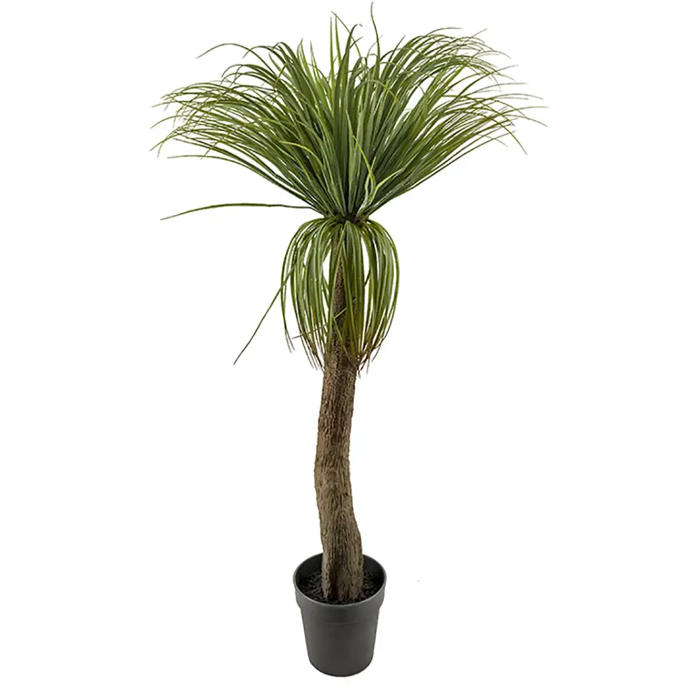 Mr Plant, Flaschenlilienbaum 130 cm