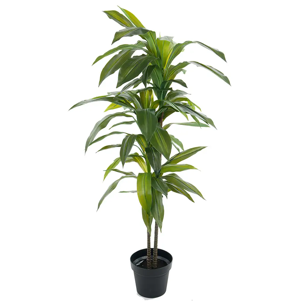 Mr Plant, Dracena-Baum 100 cm