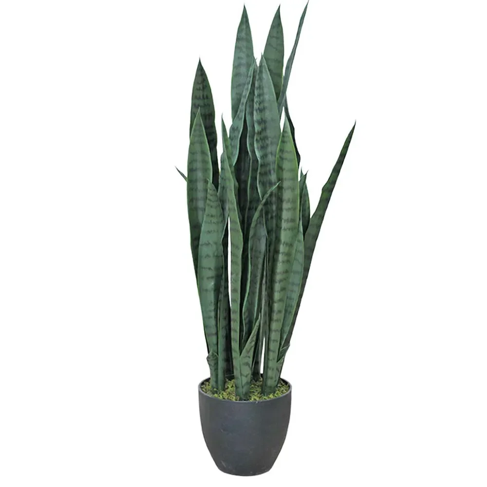 Mr Plant, Sansiveria 85 cm