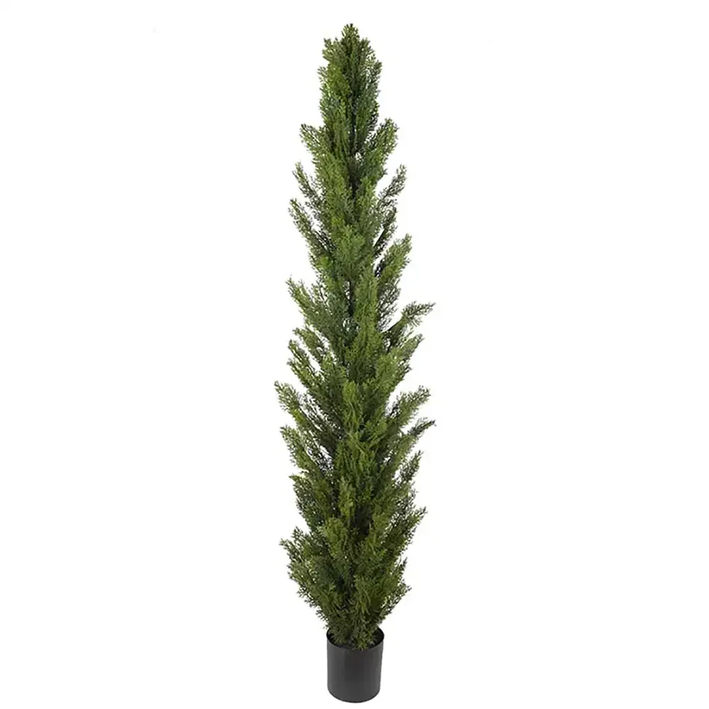 Mr Plant, Zypressenbaum 90 cm
