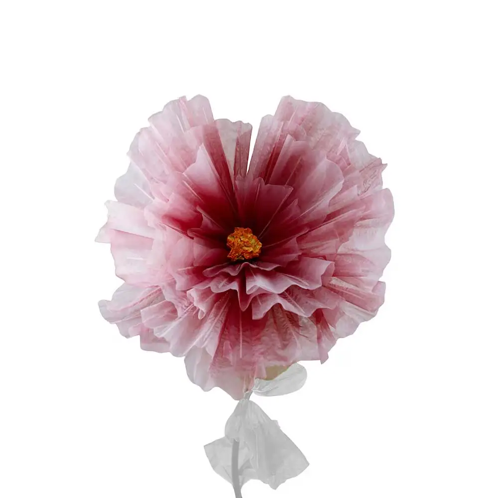 Mr Plant, Blume Gänseblümchen Lila