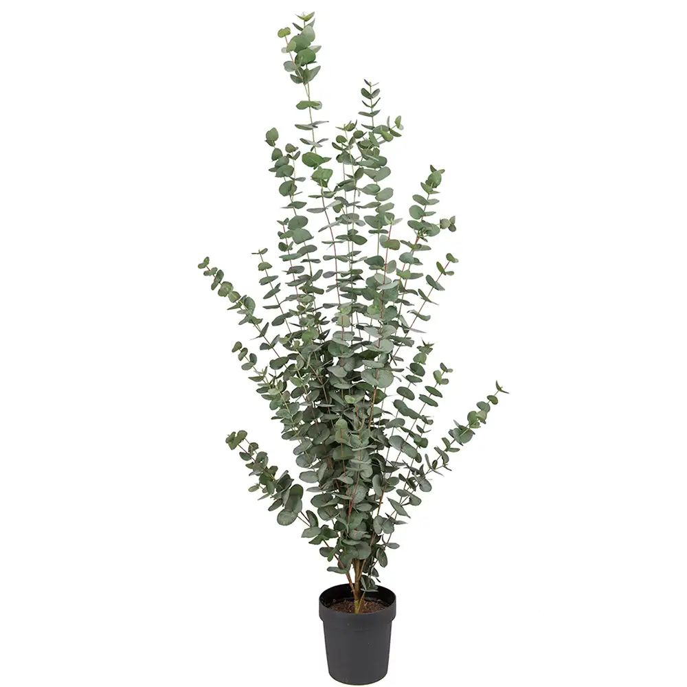 Mr Plant, Eukalyptusbaum 170 cm