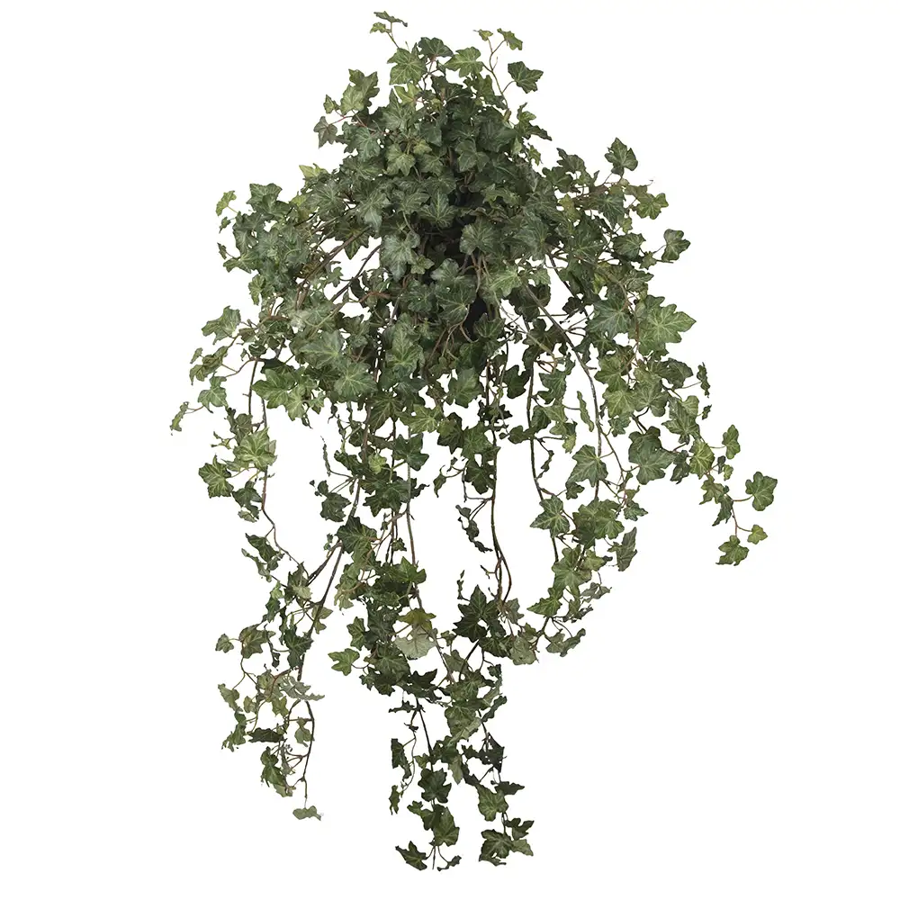Mr Plant, Efeu 85 cm