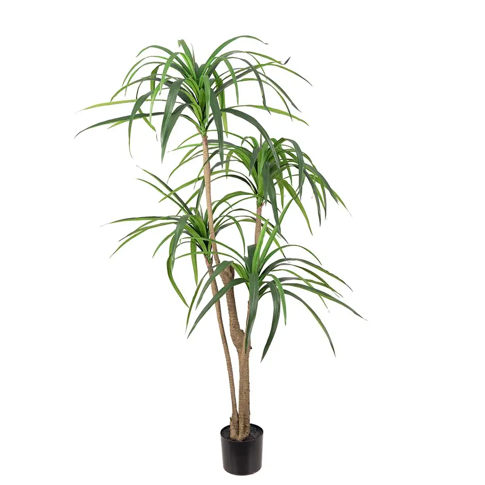 Mr Plant, Dracena-Palme 150 cm