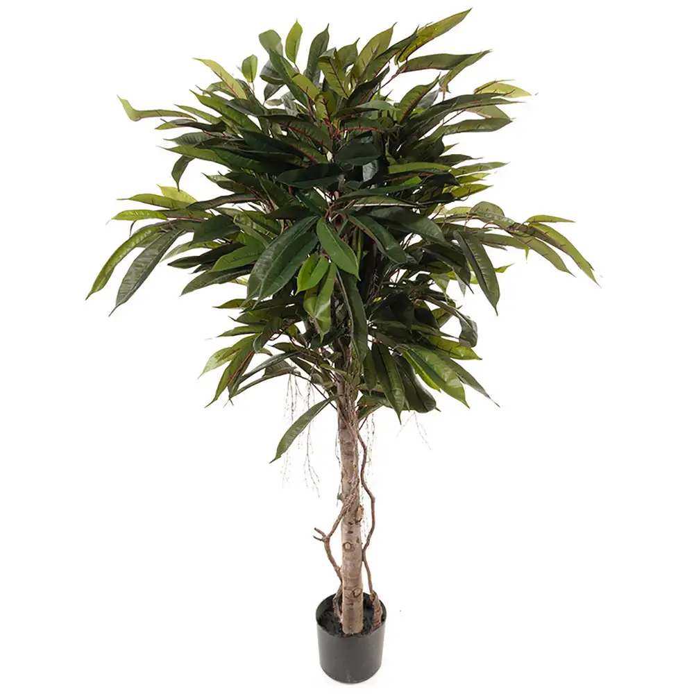 Mr Plant, Longifolia-Baum 150 cm