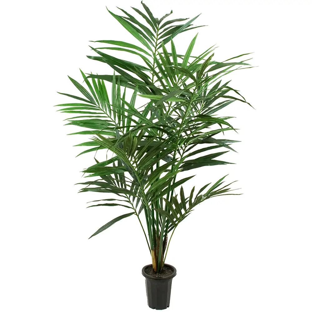 Mr Plant, Kentia-Palme 150 cm