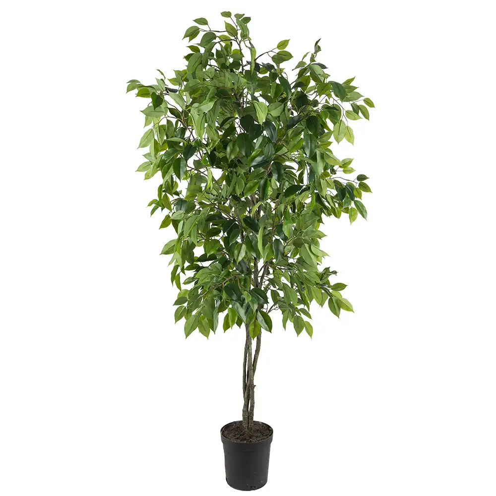 Mr Plant, Ficus-Baum Benjamin 165 cm