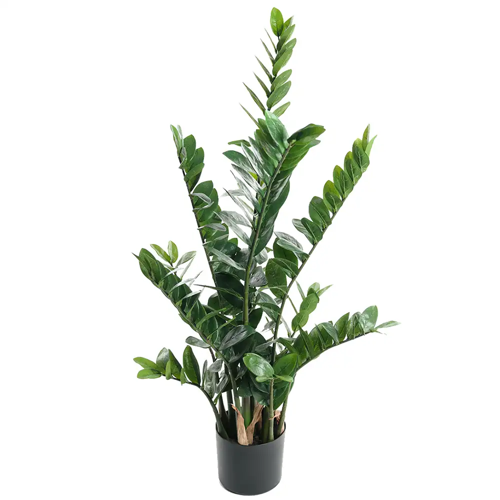 Mr Plant, Zamifolia Topfpflanze 110 cm