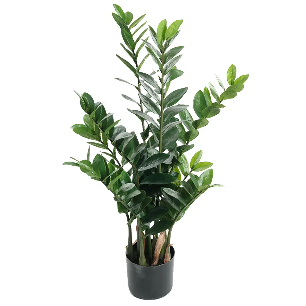 Mr Plant, Zamifolia Topfpflanze 90 cm