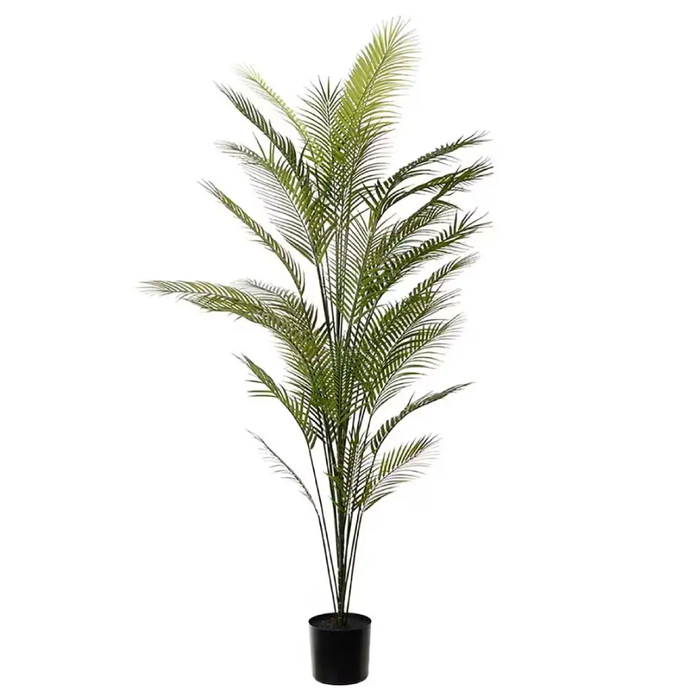 Mr Plant, Bergpalme, grüne Topfpflanze, 210 cm
