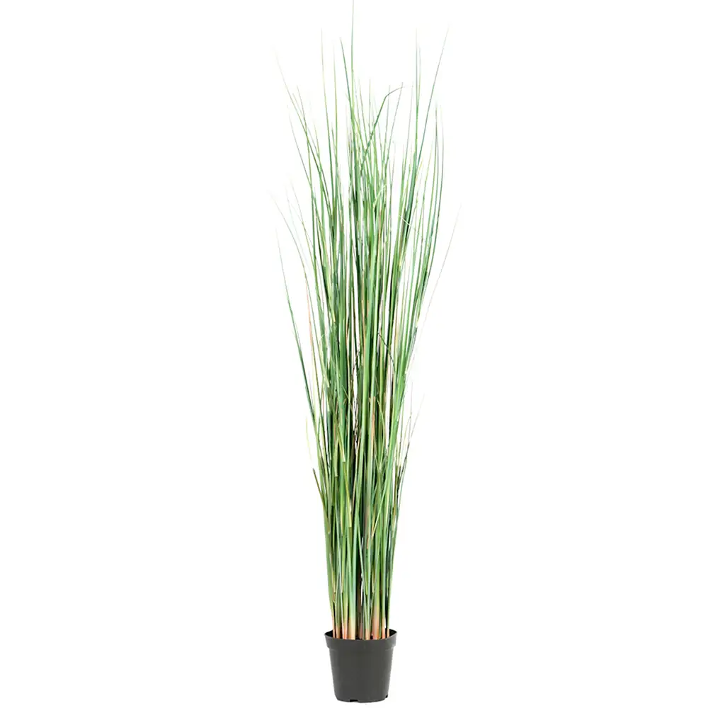 Mr Plant, Gras 130 cm