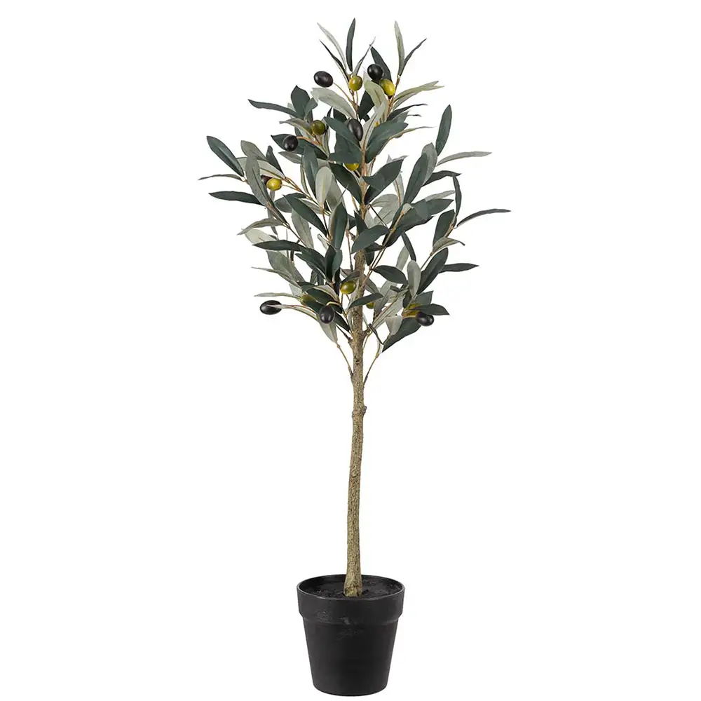 Mr Plant, Olive Topfpflanze 75 cm