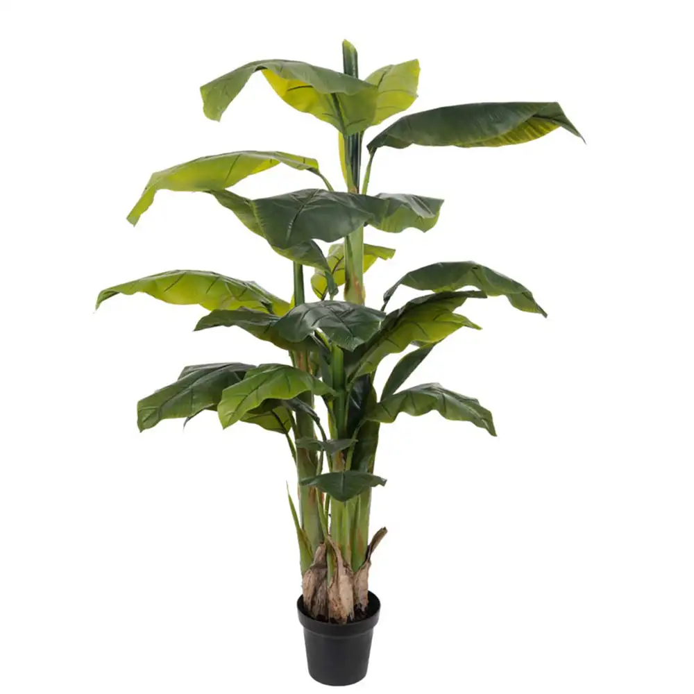 Mr Plant, Bananenstaude 150 cm