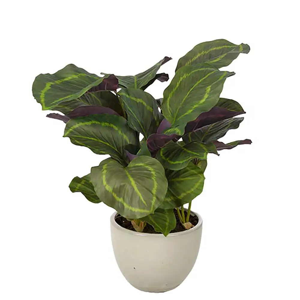 Mr Plant, Calathea Topfpflanze 65 cm